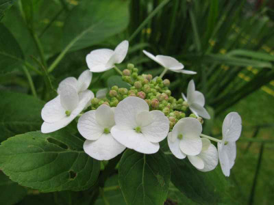 H_macr_VeitchiiIMG_2047_800x600.JPG