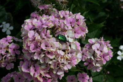 Phlox1608a.jpg