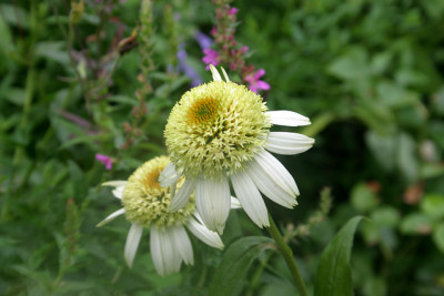 Echinacea0610.jpg