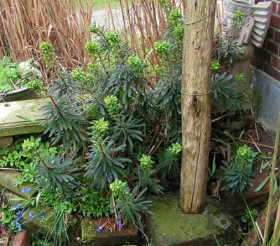 Eupho_martinii_080405.jpg