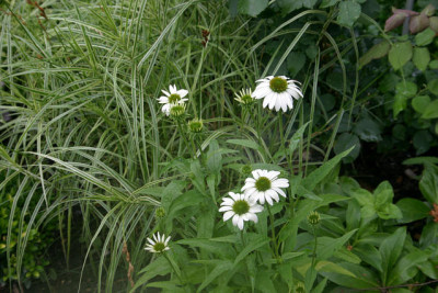 Echinacea1010.jpg