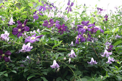 Cl.vit.Etoille_Violett0910.jpg