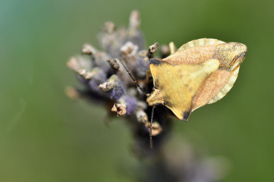 Wanze_auf_Lavendel.JPG