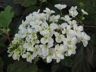 H_querc_SnowflakeIMG_1948_800x600.JPG