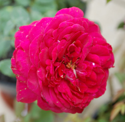 La_Belle_Alsacienne_0010__6458.jpg