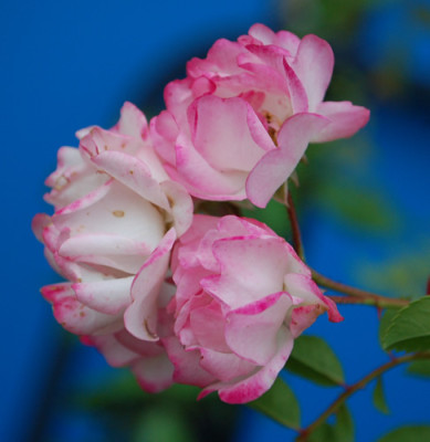 Blushing_Lucy_0010__76483.jpg