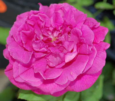 Comte_de_Paris_0010__76479.jpg