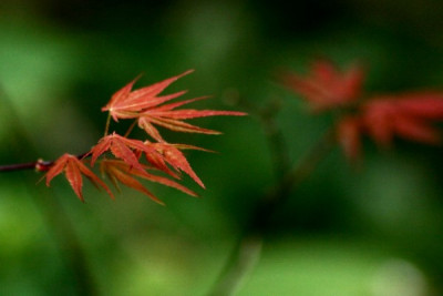 RED-Sommer2010-_0039.jpg