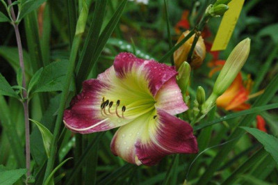 24._07._2010_081.jpg