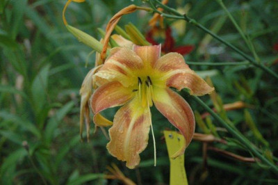 24._07._2010_023.jpg