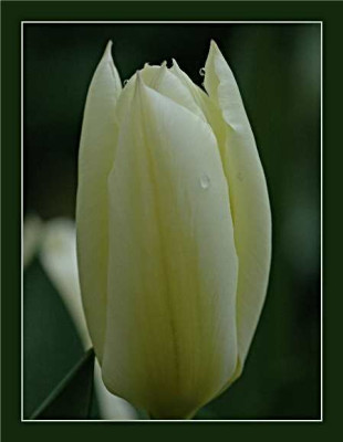 Tulipa_Purissima_-_The_While_Emperor_Vorvasenstatus_09-04-05.jpg
