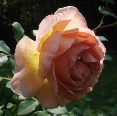 Abraham_Darby1_10.jpg