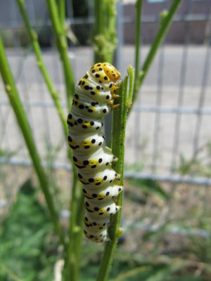 Raupe_Shargacuculi_verbasci_100721_a.jpg
