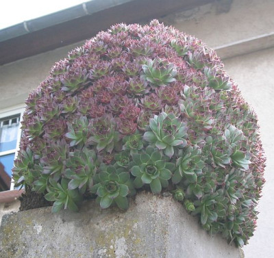 sempervivum_20050410.jpg