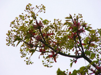 Ahorn-April-1.jpg