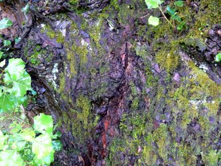 P1070379B.JPG