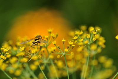 Schwebfliege_2.JPG