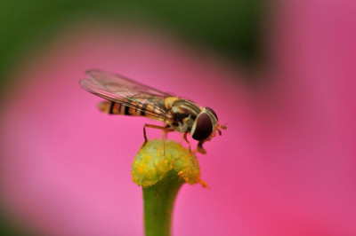 Schwebfliege_3.JPG