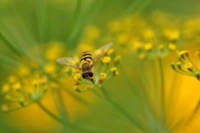 Schwebfliege_4.JPG