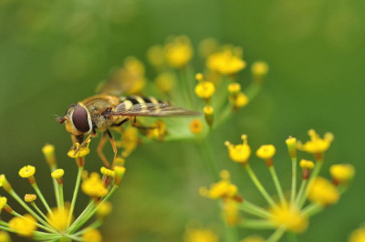Schwebfliege_5.JPG