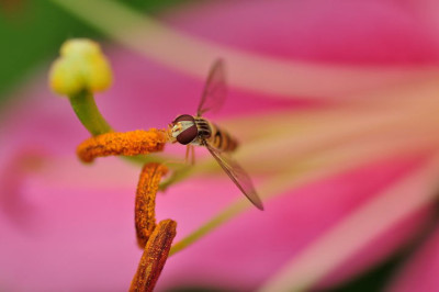 Schwebfliege_6.JPG