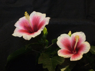 Hibiscus_800x800_80KB.jpg