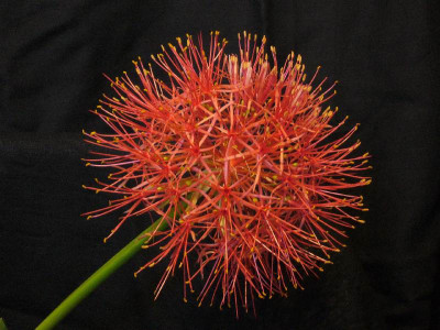 Scadoxus_multiflorus_1_800x800_80KB.jpg