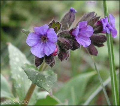 Lilac_Shade.JPG