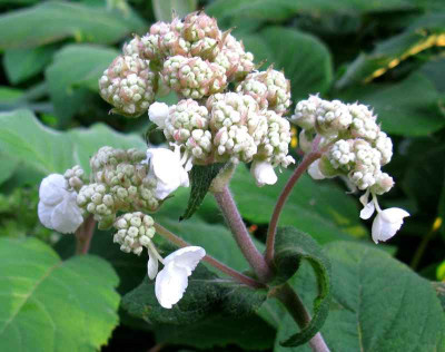 Hydrangea_aspera_Peter_Chapell_1_800x600.jpg