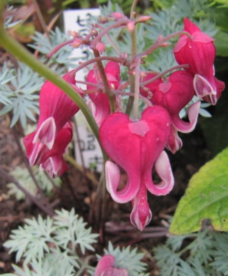 Dicentra_Burning_Hearts_100722_a.jpg