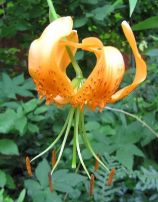 Lilium_henryi_100725_a.jpg