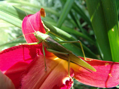 Heupferd_002.jpg