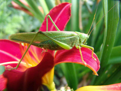 Heupferd_008.jpg