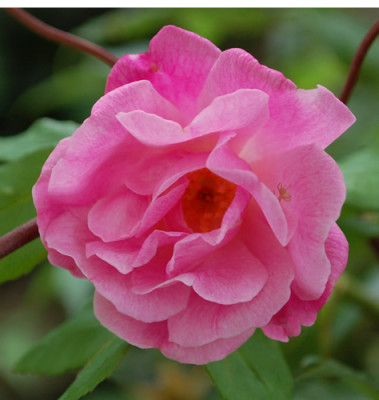 Old_Blush_Clg_0010__76441.jpg