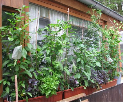 Fensterbankchilis.JPG