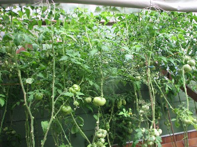 Tomatenhaus--.JPG