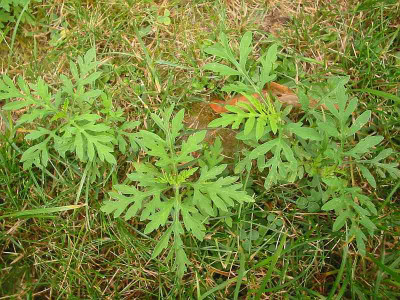 ambrosia_artemisifolia_1.jpg