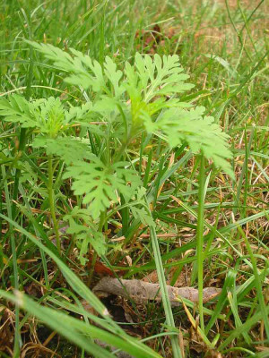 ambrosia_artemisifolia_2.jpg
