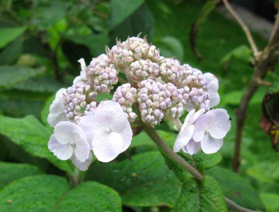 Hydrangea_villosa_Mauvette_800x600.jpg
