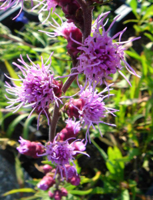 Liatris_ligulistylis.jpg