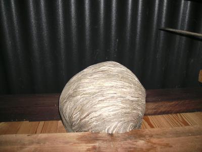 Wespenburg.jpg