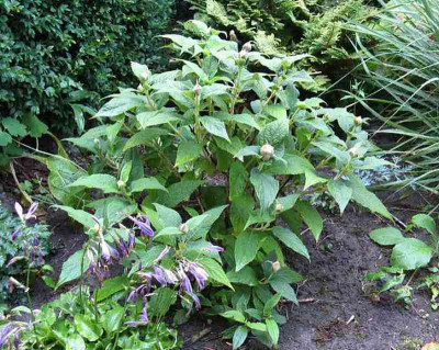 Hydrangea_involucrata_ganz_800x600.jpg