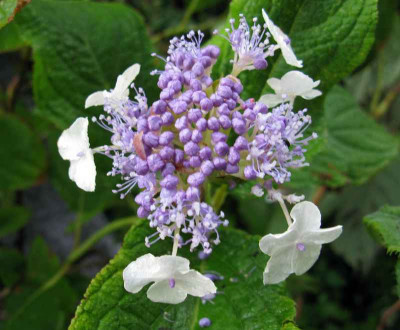 Hydrangea_involucrata_2009_800x600.jpg
