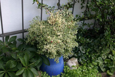 Fuchsien3510.jpg