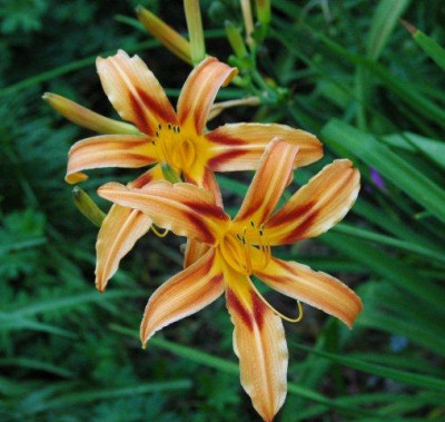 26._07._2010_007_2.jpg