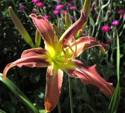 26._07._2010_001.jpg