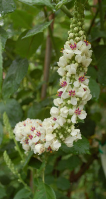 Verbascum_nigra_0010__76416.jpg