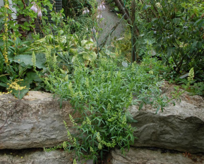 Reseda_lutea_0010__76418.jpg