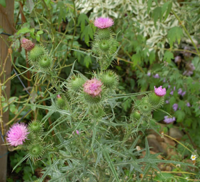 Onopordum_acanthium_0010__76405.jpg