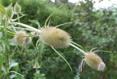 Dipsacus_silvester_0010__76421.jpg